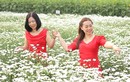 Vườn cúc họa mi trái mùa - điểm đến giải nhiệt mùa hè tại xứ Quảng