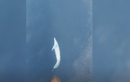 Video: Cá heo nhảy múa xoay tròn tuyệt đẹp trước mũi thuyền du khách
