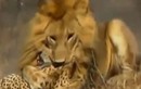 Video: Sư tử đực hạ sát báo săn trong “vài nốt nhạc”  
