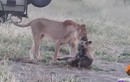 Video: Bị sư tử ngoạm chặt, chó hoang dùng chiêu qua mặt chạy thoát 