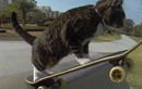 Mèo biết trượt ván, chơi trò đập tay như người