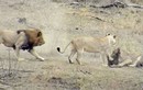 Sư tử đực làm hành động "đáng xấu hổ" giúp lợn bướu thoát chết