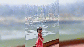 Video: Hổ phi thân vồ bé gái qua lớp cửa kính và cái kết