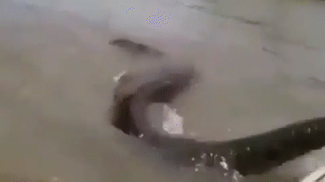 Video: Người đàn ông dùng tay không bắt "quái vật" khổng lồ trên sông