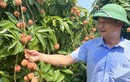 Vải chín sớm ngon của Tân Yên "hiên ngang" đi ra chợ thế giới
