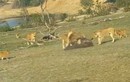 Video: Đàn sư tử cùng nhau cắn xé trâu rừng con