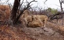 Video: Trốn trong hang, lợn bướu vẫn bị sư tử lôi ra xử tử 