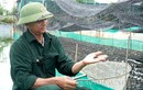 Trên nuôi ếch, dưới nuôi cá rô, anh nông dân Bắc Ninh thu 1 tỷ/năm