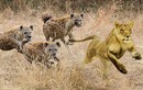 Video: Đàn linh cẩu hung hãn khiến sư tử phải bỏ chạy "trối chết"