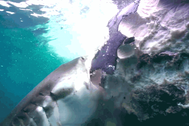 Đại tiệc thịt cá voi của bầy cá mập xanh và cá mập trắng 