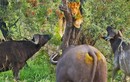 Video: Sư tử cũng phải "run rẩy" trước cơn thịnh nộ của đàn trâu rừng 
