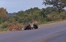 Video: Báo hoa mai bất lực trước sự gan lỳ của gia đình nhím 