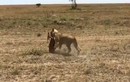 Video: Cuộc đua sinh tử của linh dương với sư tử, kết bất ngờ  