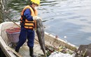 Cá tại hồ Tây lại chết hàng loạt, có con nặng hàng chục kg