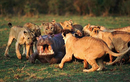 Video: Hà mã đối đầu hàng chục con sư tử, cái kết bất ngờ