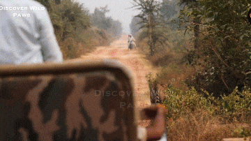 Video: Người đi xe máy chạm trán hổ dữ giữa đường và cái kết 