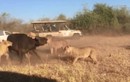 Video: Trâu rừng húc bay sư tử, giải cứu đồng loại  