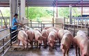 Nhiều trang trại phải bán lợn hơi dưới 50.000 đồng/kg, người nuôi lỗ nặng