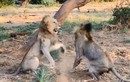 Video: Sư tử ác chiến dữ dội để bảo vệ "vợ"