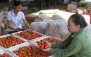 Vựa hồng lớn nhất tỉnh Nghệ An vào vụ thu hoạch  