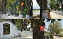 Hàng xà cừ cổ thụ trăm tuổi ở Thanh Hóa, cây cao nhất 40m