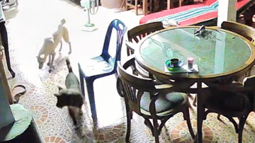 Video: Thấy chó sủa gắt, chủ nhà phát hiện ra con vật cực độc