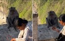 Video: Chú khỉ giật điện thoại của du khách rồi "mặc cả"  