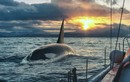 Đàn cá voi sát thủ tấn công 45 phút, đâm chìm du thuyền 