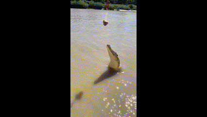 Video: Kinh ngạc khoảnh khắc cá sấu lao lên khỏi mặt nước