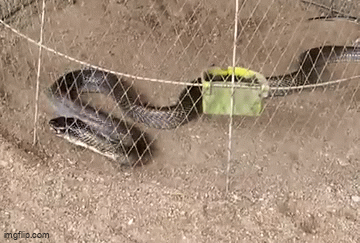 Video: Rắn hổ mang đen đủi bị mắc kẹt khi đi săn mồi 