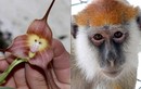 Bí ẩn về loài phong lan mặt khỉ ở Nam Mỹ 