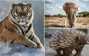 8 loài động vật có thể "hạ gục" hổ trong phút mốt 