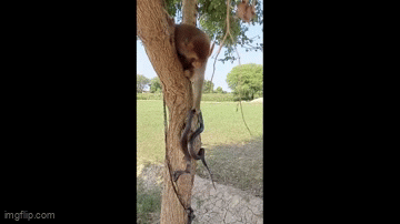 Video: Khỉ đem rắn hổ mang lên cây nghịch như món đồ chơi