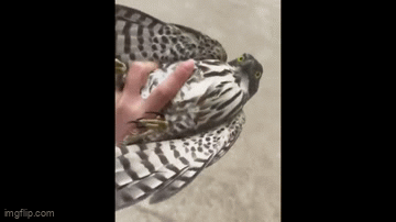 Video: Kỳ lạ chim ưng tự bay đến chỗ cô gái để bị bắt  