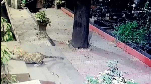 Video: Đang tấn công chó nhà, báo hoa mai sợ hãi tháo chạy