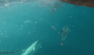 Video: Một đàn cá heo khổng lồ xuất hiện ngoài khơi bờ biển Sussex