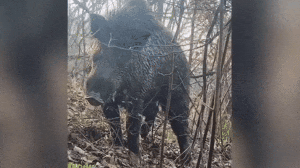 Video: Chạm trán lợn rừng nặng 150kg...cái kết gay cấn
