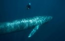 ADN bí ẩn tìm thấy ở cá voi xanh, hé lộ sự thật bất ngờ
