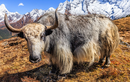 Loài vật được coi là "báu vật" của Tây Tạng nặng 1.000 kg