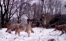 Tiết lộ về khả năng bất ngờ của sói Chernobyl