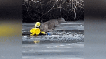Video: Nai mắc kẹt trong hồ nước đóng băng được giải cứu