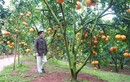 Rủ khách thăm vườn, lão nông ở Bắc Giang thu tiền tỷ mỗi năm