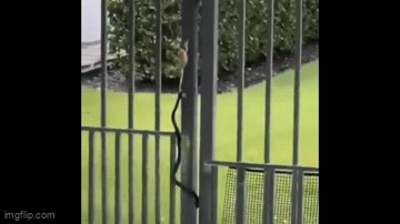 Video: Rợn người cảnh rắn đu bám tấn công ếch ở hàng rào