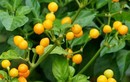 Loại ớt giá nửa tỷ đồng/kg được trồng làm cảnh ở Việt Nam