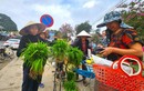 Độc lạ phiên chợ bán mạ non một năm họp vài ngày ở Nghệ An