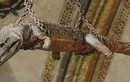 Ghé thăm nơi sở hữu con cá sấu 500 tuổi treo trên trần nhà