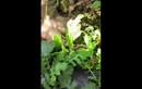 Video: Mèo con nhanh nhẹn hạ gục chuột to lớn ở vườn rau