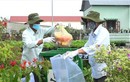 CropLife: Những dấu ấn sử dụng thuốc BVTV an toàn, hiệu quả toàn cầu