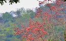 Hoa gạo đỏ rực góc sân chùa Thầy