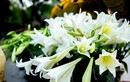Hoa loa kèn khoe sắc trắng tinh khôi giữa phố phường Hà Nội
